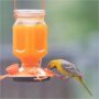 Ready-to-Use Orange Oriole Nectar – Perky Pet® – 16oz Can